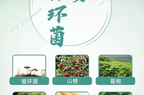 郁安蜜環(huán)菌，多重權(quán)威的除眩暈配方!