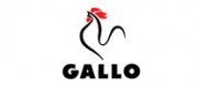 Gallo公雞